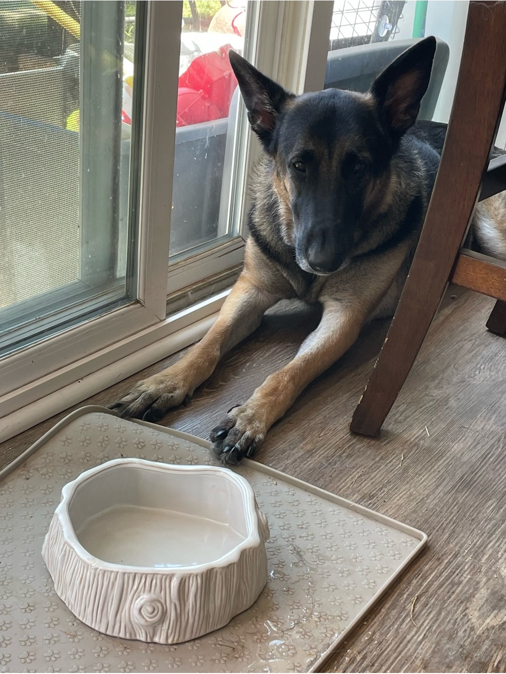 Ceramic Dog Bowl in Cream white- The Life of Ryley